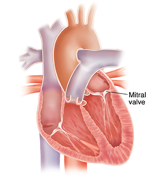 Cross section of heart showing mitral valve.