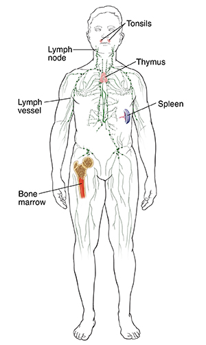Front view of male outline showing immune system including bone marrow, tonsils, lymph system, spleen, and thymus.