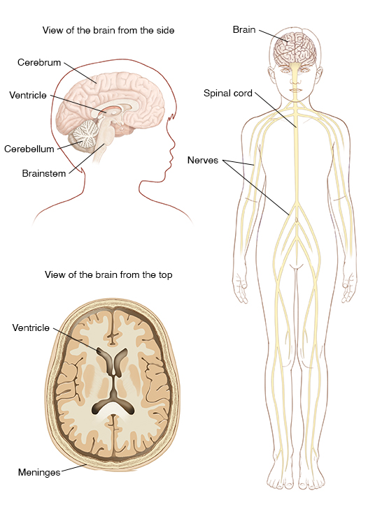 Outline of child's head and neck showing cross section of brain. Top view cross section of brain. Front view of girl showing brain, spinal cord, and peripheral nervous system.