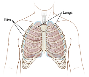 Front view of chest showing ribcage..