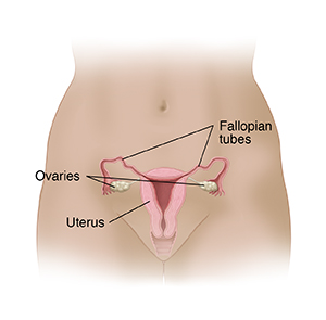 Front view of woman's pelvis showing cross section of uterus, ovaries, and fallopian tubes.