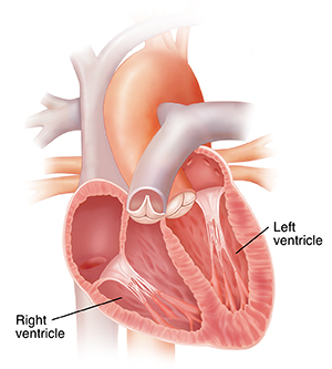 Four-chamber view of heart showing location of ventricles.