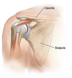 Front view of shoulder joint showing clavicle and scapula.