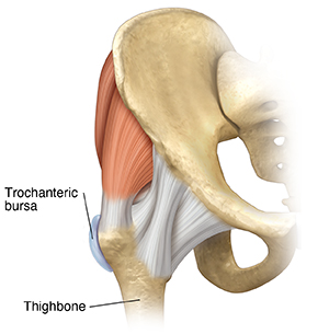 Front view of hip joint showing trochanteric bursa.