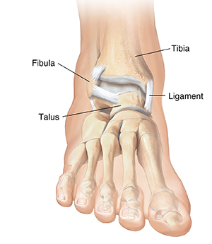 Front view of foot showing bones and some ligaments of foot and ankle.