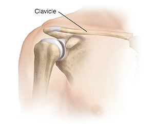 Front view of shoulder joint showing clavicle.