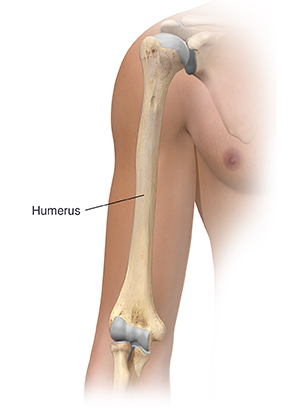Front view of upper arm showing humerus.