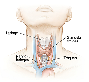 Vista delantera del cuello en la que puede verse la glándula tiroidea, la tráquea, el nervio laríngeo y la laringe.