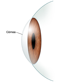 Vista lateral de la parte frontal del ojo donde se observa la córnea.