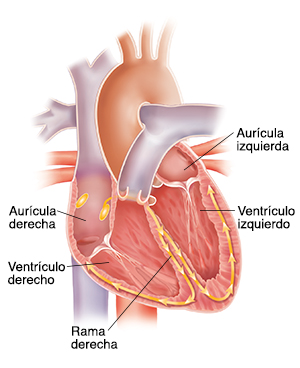 Corte transversal del corazón que muestra el sistema de conducción.