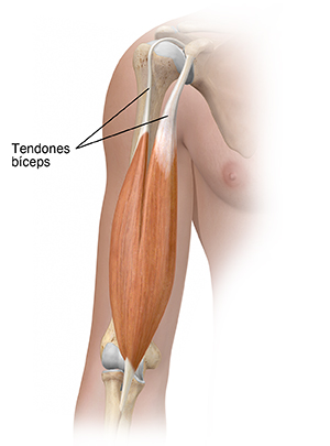 Vista delantera de la parte superior del brazo, donde puede verse el músculo bíceps.