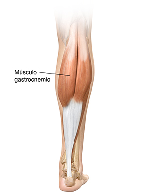 Vista posterior de la pierna donde se observa el músculo gemelo.