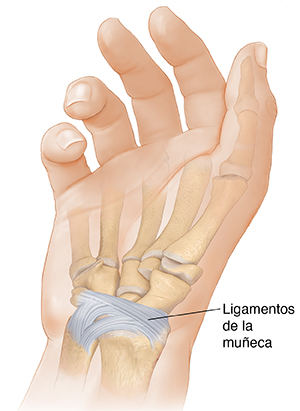 Vista de la palma de una mano donde pueden verse el ligamento radiocarpiano palmar y el ligamento cúbitocarpiano palmar.