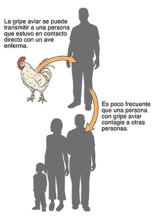 Flechas entre un gallo, un hombre y un grupo de personas que indican cómo se transmite la gripe aviar.