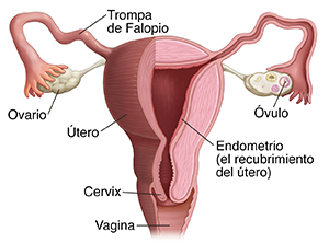 Vista frontal del útero, las trompas de Falopio y los ovarios.