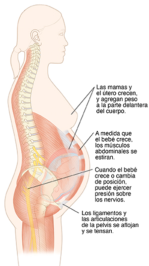 Vista lateral de mujer embarazada donde se observan la columna vertebral, los nervios raquídeos y los músculos.