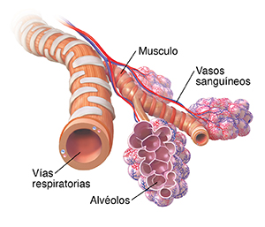 Bronquiolos y alvéolos con suministro de sangre.