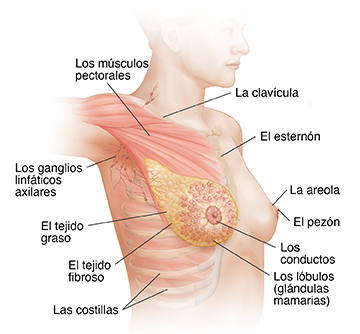 Vista de tres cuartos de la cabeza, el cuello y el pecho de una mujer con el brazo derecho levantado en la que se ve la anatomía de la mama derecha y los ganglios linfáticos.