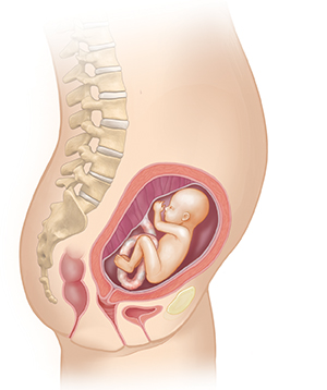 Vista lateral del cuerpo de una mujer donde se muestra el aparato reproductor y un feto de 5 meses.