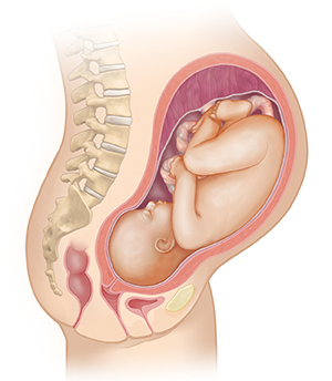 Vista lateral del cuerpo de una mujer donde se muestra el aparato reproductor y un feto de 9 meses.