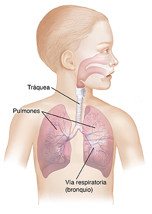 Cabeza y torso de un niño donde pueden verse las vías respiratorias superiores e inferiores.