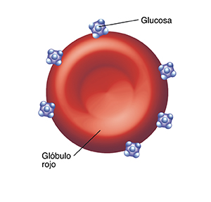 Glóbulos rojos con moléculas de glucosa pegadas.