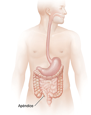 Cuerpo masculino en el que puede verse el sistema digestivo.
