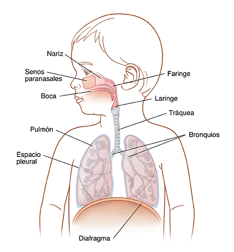 Vista frontal de la cabeza de un niño girada hacia uno de los lados donde se observa la parte superior e inferior del sistema respiratorio.