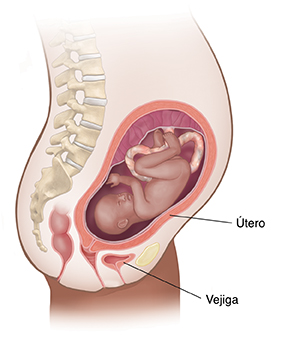 Vista lateral de una mujer en las últimas etapas del embarazo.