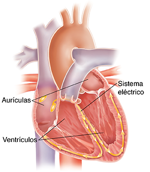 Corte transversal del corazón que muestra el sistema de conducción.