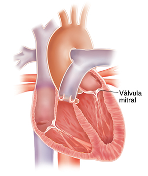 Corte transversal del corazón que muestra la válvula mitral.
