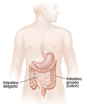Cuerpo masculino donde se ve el intestino grueso y el intestino delgado.