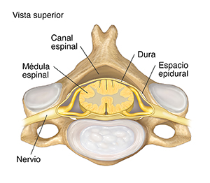 Vista superior de las vértebras cervicales donde pueden verse la médula espinal, la duramadre y el espacio epidural.