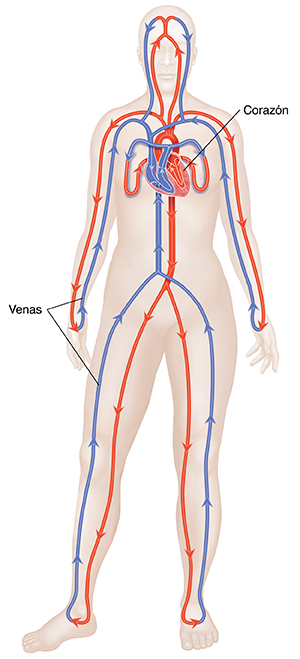 Vista frontal del cuerpo donde se ven las arterias, las venas, el corazón y el sistema circulatorio cerrado.