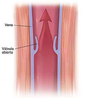 Corte transversal del músculo y de la vena donde se ve la válvula abierta. La flecha indica el movimiento ascendente de la sangre.