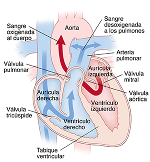 Corte transversal de vista frontal de un corazón en donde se ven las aurículas arriba y los ventrículos abajo, la aorta, la arteria pulmonar, la válvula mitral, la válvula aórtica, la aurícula izquierda, el ventrículo izquierdo, la aurícula derecha, el ventrículo derecho, la válvula tricúspide, la válvula pulmonar, la vena cava superior y la vena cava inferior. Flechas del lado derecho del corazón que muestran sangre pobre en oxígeno que se bombea a los pulmones. Flechas del lado izquierdo del corazón que muestran sangre con alto contenido de oxígeno que se bombea al resto del cuerpo.
