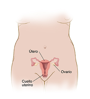 Vista frontal de un torso femenino donde pueden verse los órganos reproductivos.