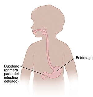 Contorno de un niño que muestra el sistema digestivo superior.