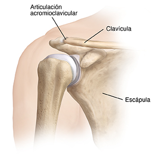 Vista frontal de la articulación del hombro.