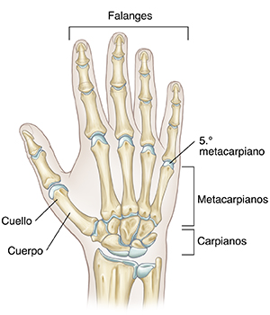 Vista posterior de los huesos de la mano.