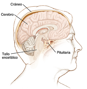 Vista lateral de la cabeza de una mujer donde se observan el cerebro, la hipófisis, el tronco encefálico y el cráneo.