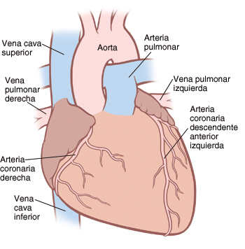 Vista frontal de corazón, grandes vasos y arterias coronarias.
