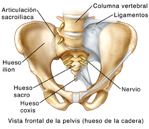 Vista frontal de una pelvis (hueso de la cadera) donde puede verse la articulación sacroilíaca con la columna vertebral, los ligamentos, el ilion, el sacro, el coxis y el nervio.
