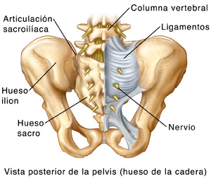 Vista posterior de una cadera (pelvis) donde puede verse la articulación sacroilíaca, la columna vertebral, los ligamentos, el ilion, el sacro y el nervio.