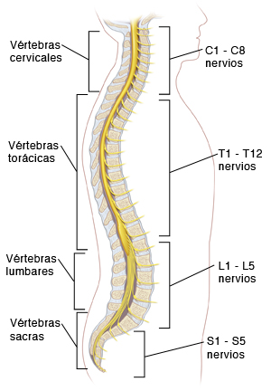 Vista lateral del torso masculino y la columna vertebral mostrondo la médula espinal y los nervios.
