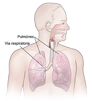 Vista frontal del cuerpo de un hombre en donde se observa el aparato respiratorio.
