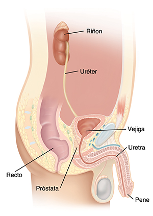Imagen lateral de las vías urinarias de un hombre.