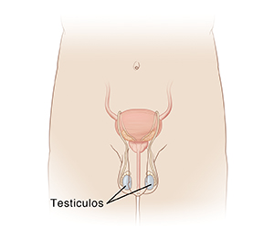Vista delantera de una pelvis masculina en la que pueden verse el pene, el escroto, los testículos dentro del escroto, la uretra y los conductos deferentes.
