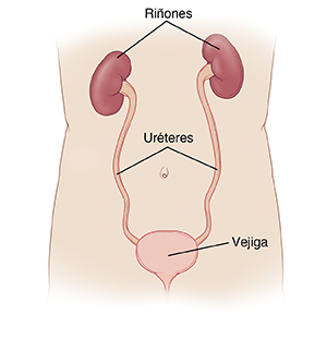 Vista delantera de un torso, donde pueden verse los riñones conectados a la vejiga mediante los uréteres.