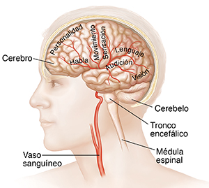 Vista lateral del cerebro en la cabeza con los vasos sanguíneos.